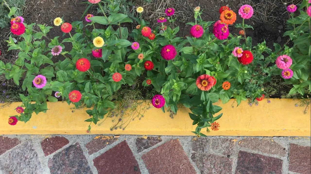 Jardines polinizadores, una oportunidad a la diversidad y a la cultura ambiental