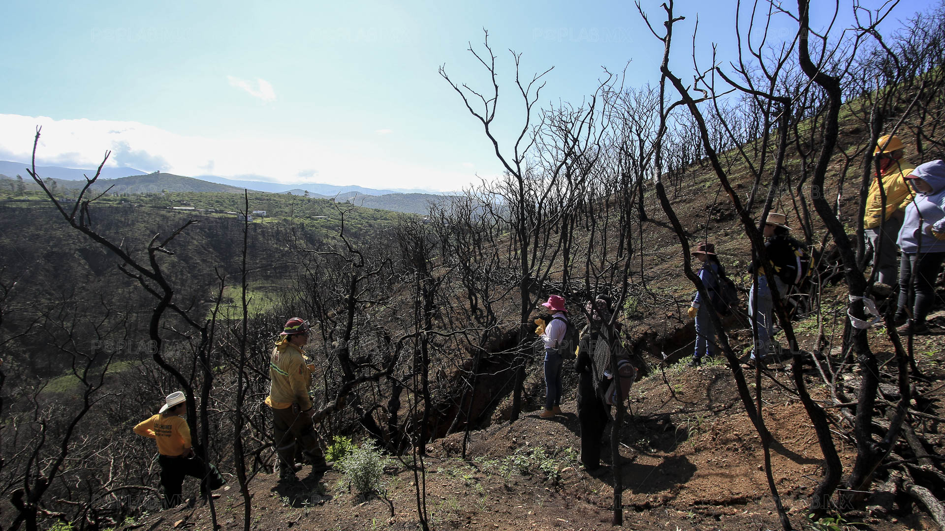 Pierde Guanajuato vegetación y suelo en 10 mil hectáreas por incendios forestales