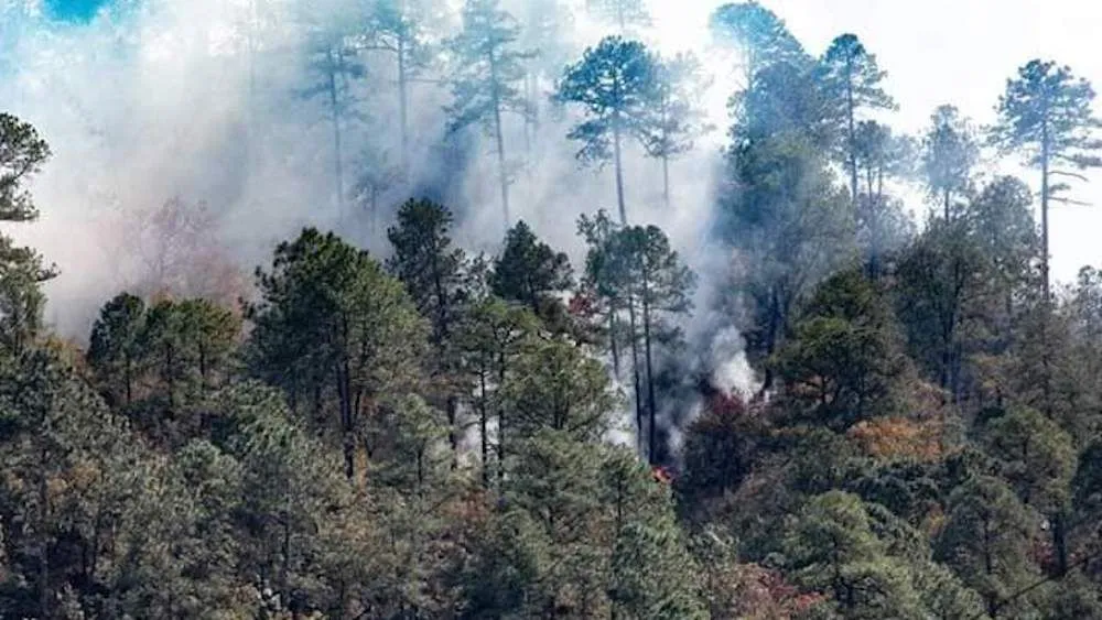 Controlan incendio en Reserva de la Sierra Gorda, consumió más de 130 hectáreas en Xichú y Victoria