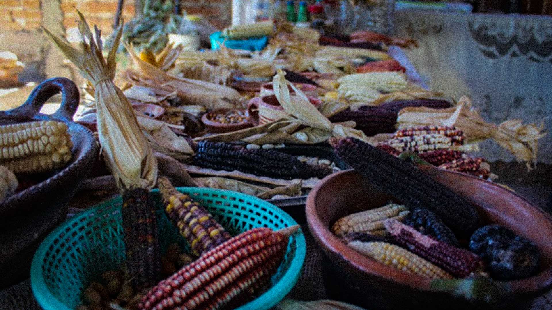 Semillas nativas: identidad, comunidad y resistencia. La defensa de la milpa en Jalisco