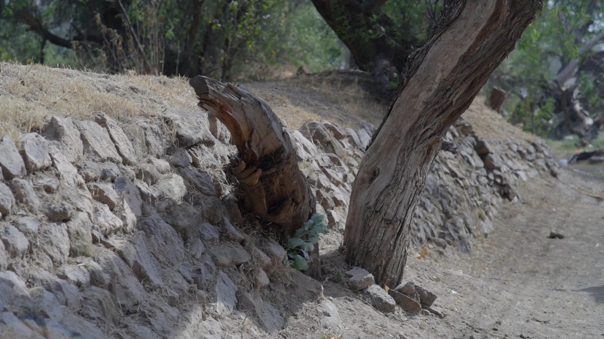 fotografiapatiohundido