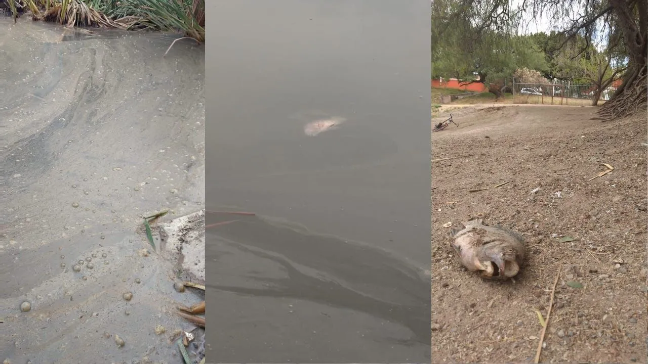 Detectan "nata" de contaminantes en humedal de Los Cárcamos que estaría matando peces y plantas; el Municipio calla