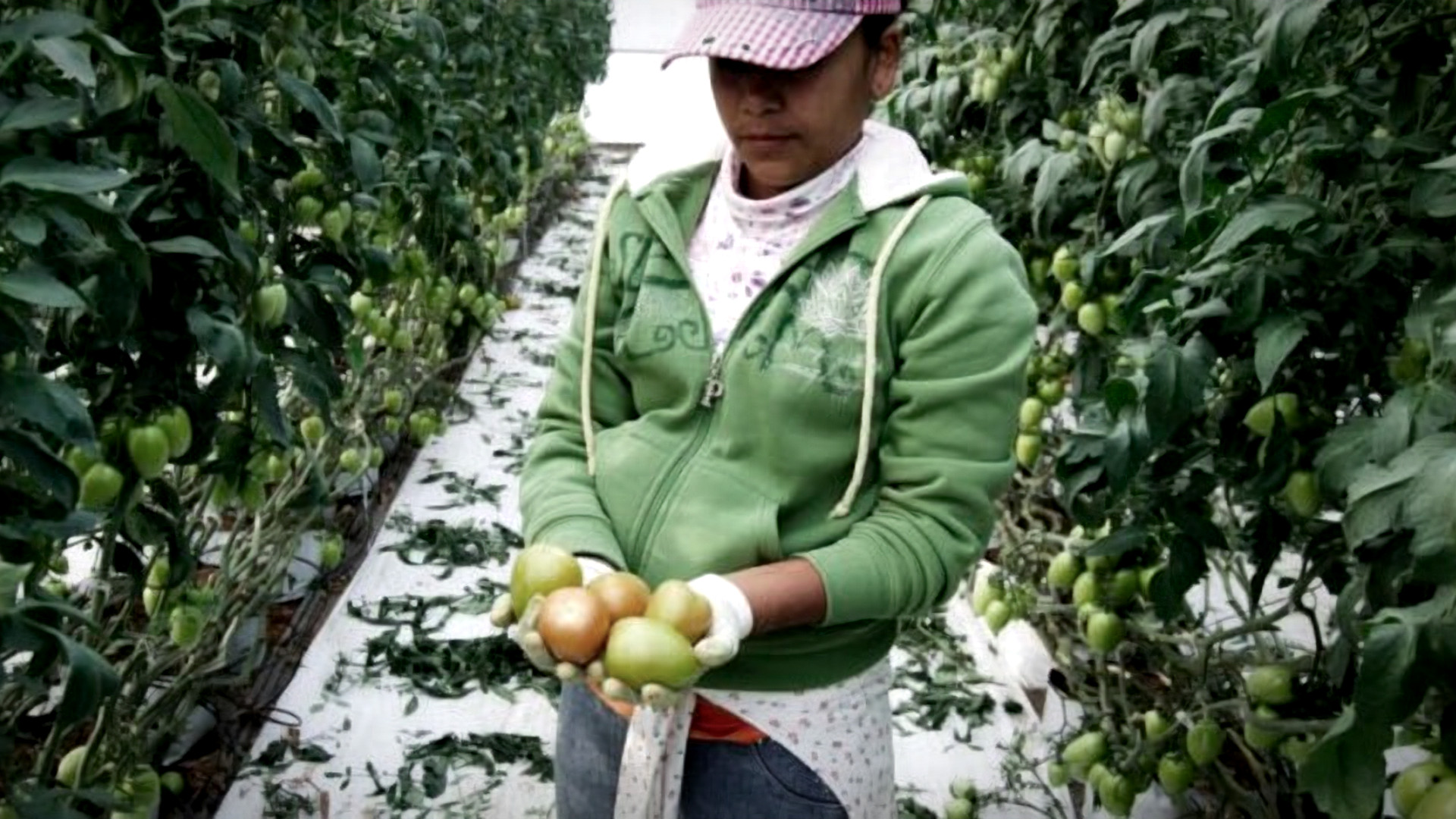 Otomíes de Tierra Blanca destapan sistema de explotación laboral en invernaderos del Noreste