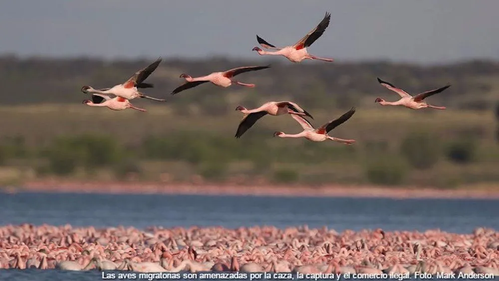 ONU, GEO-6 y ecología de la supervivencia