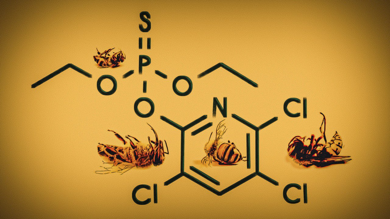 Van contra ciudadanos en ley para proteger abejas, pero Guanajuato usa tóxicos que las exterminan