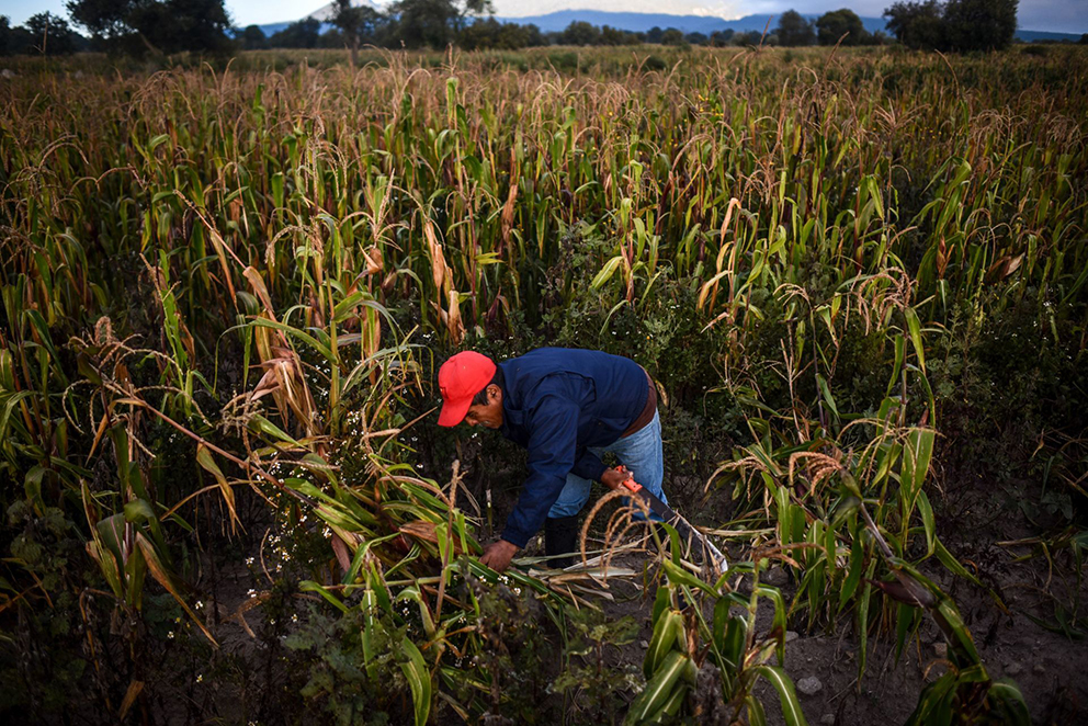 Regulación laxa de transgénicos en EU justifica dudas de México: expertos