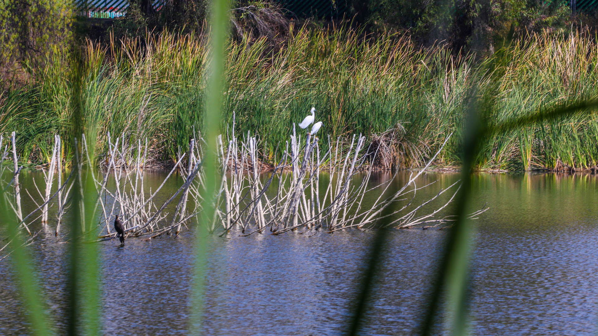 Activistas denuncian a City Center ante Profepa por daños al humedal de Los Cárcamos