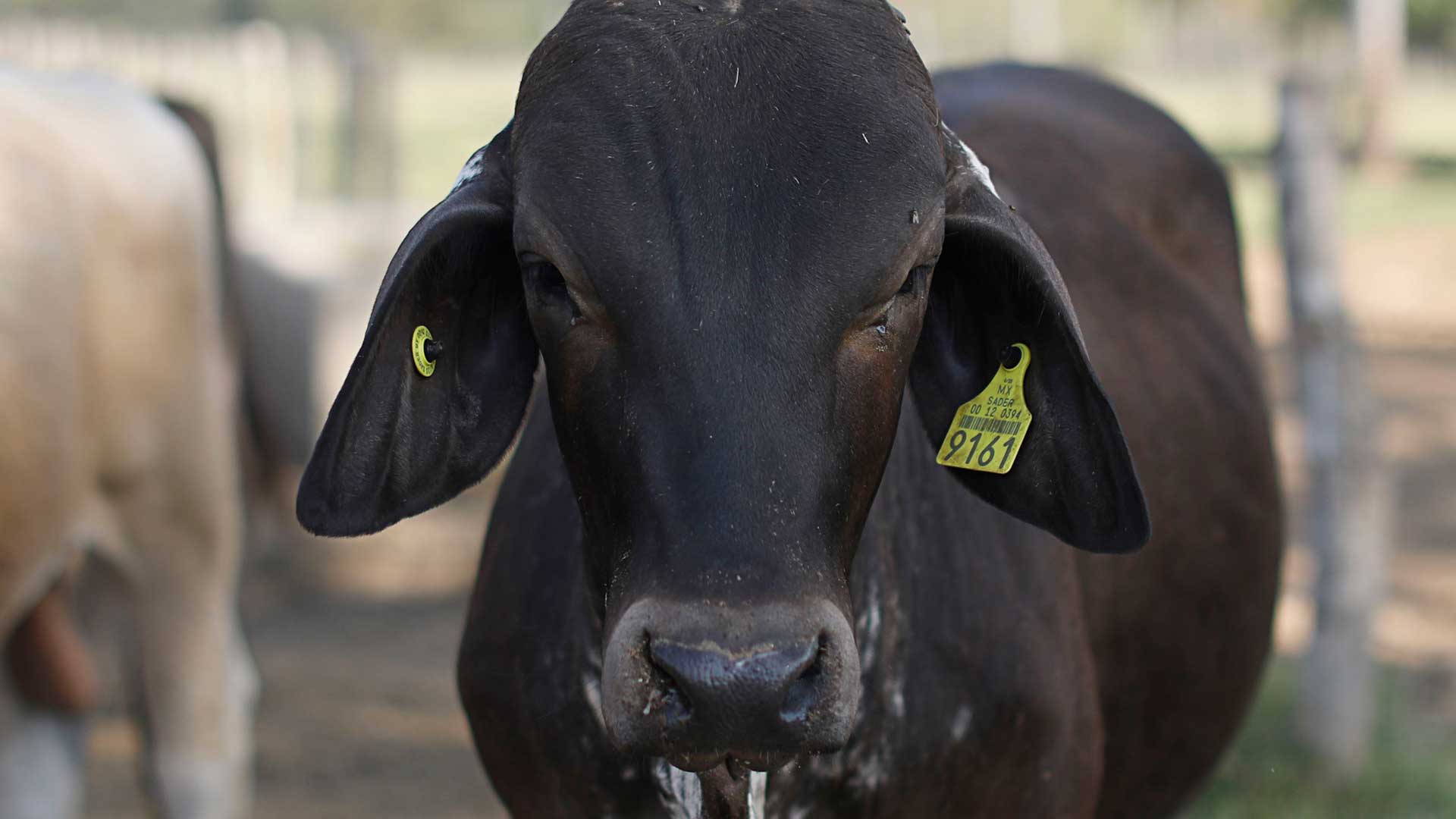 Carne drogada: hablar de industria cárnica es casi tan oscuro como hablar de narcotráfico