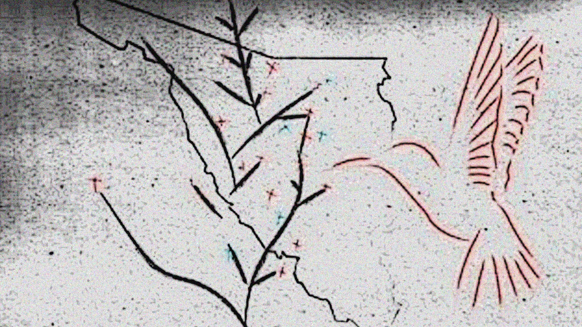 Sonora: buscar colibríes en el desierto