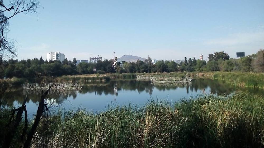 El Humedal del Parque Los Cárcamos agoniza