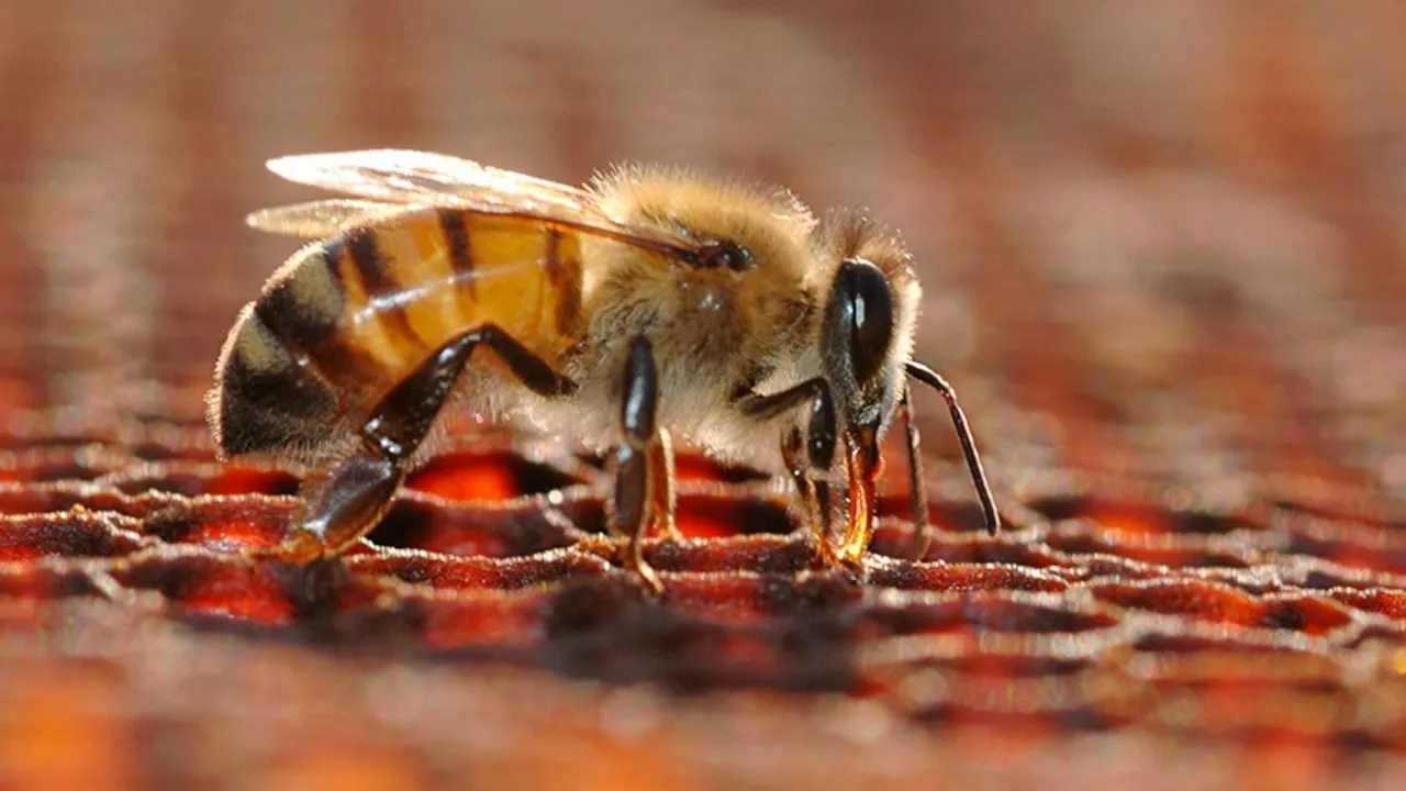 Por qué las abejas son esenciales para las personas y el planeta