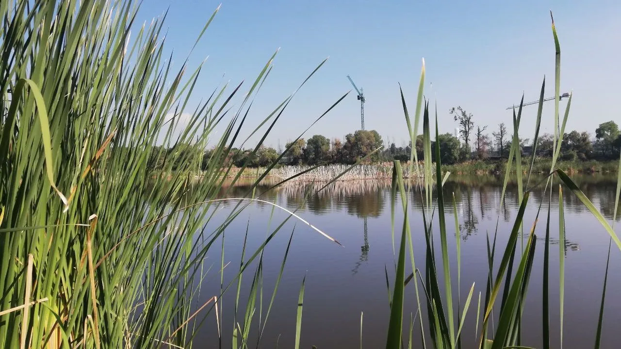 En defensa del humedal Los Cárcamos en León, Guanajuato