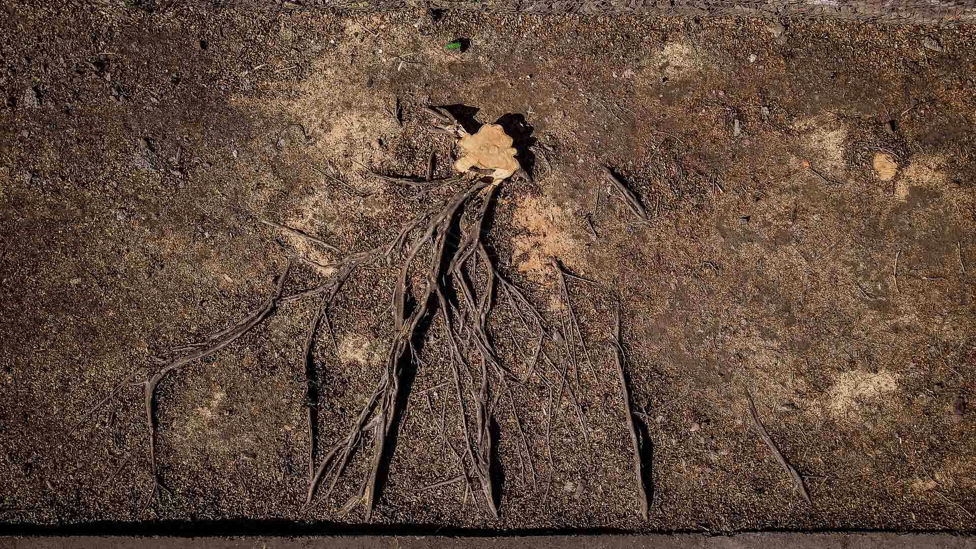 Movilización social por tala de árboles en Malecón va por amparo y reclama atención de Alejandra