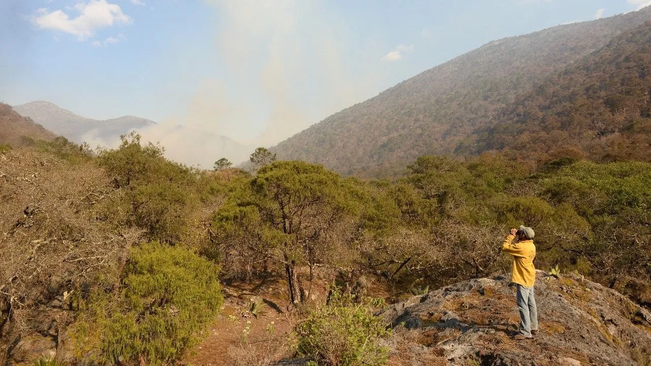 Incendios en la Sierra Gorda, tragedia ambiental sin precedentes
