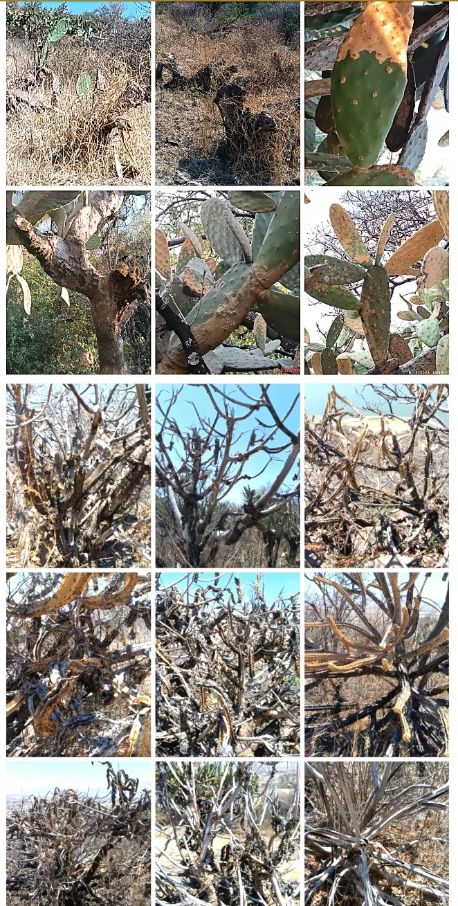 Foto: Especial cactáceas marchitadas documentadas en Guanajuato publicadas en la revista El Aullador