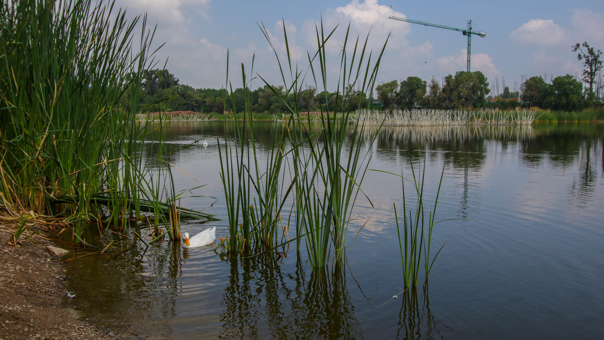 Los Cárcamos sí es humedal, determina Conagua