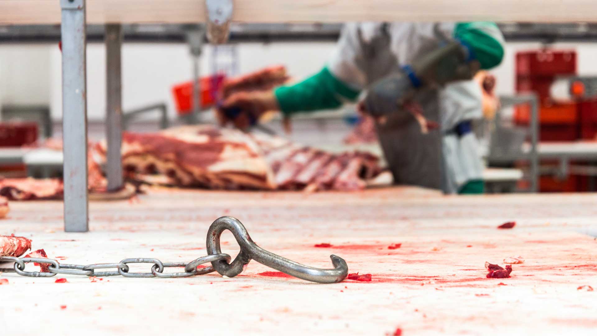 Diario de un matadero: la carne importa más que la vida de los trabajadores
